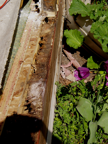 rotten wood